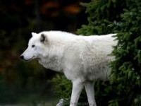 /album/secret-singing-wolves/images-17-kopie-jpg/